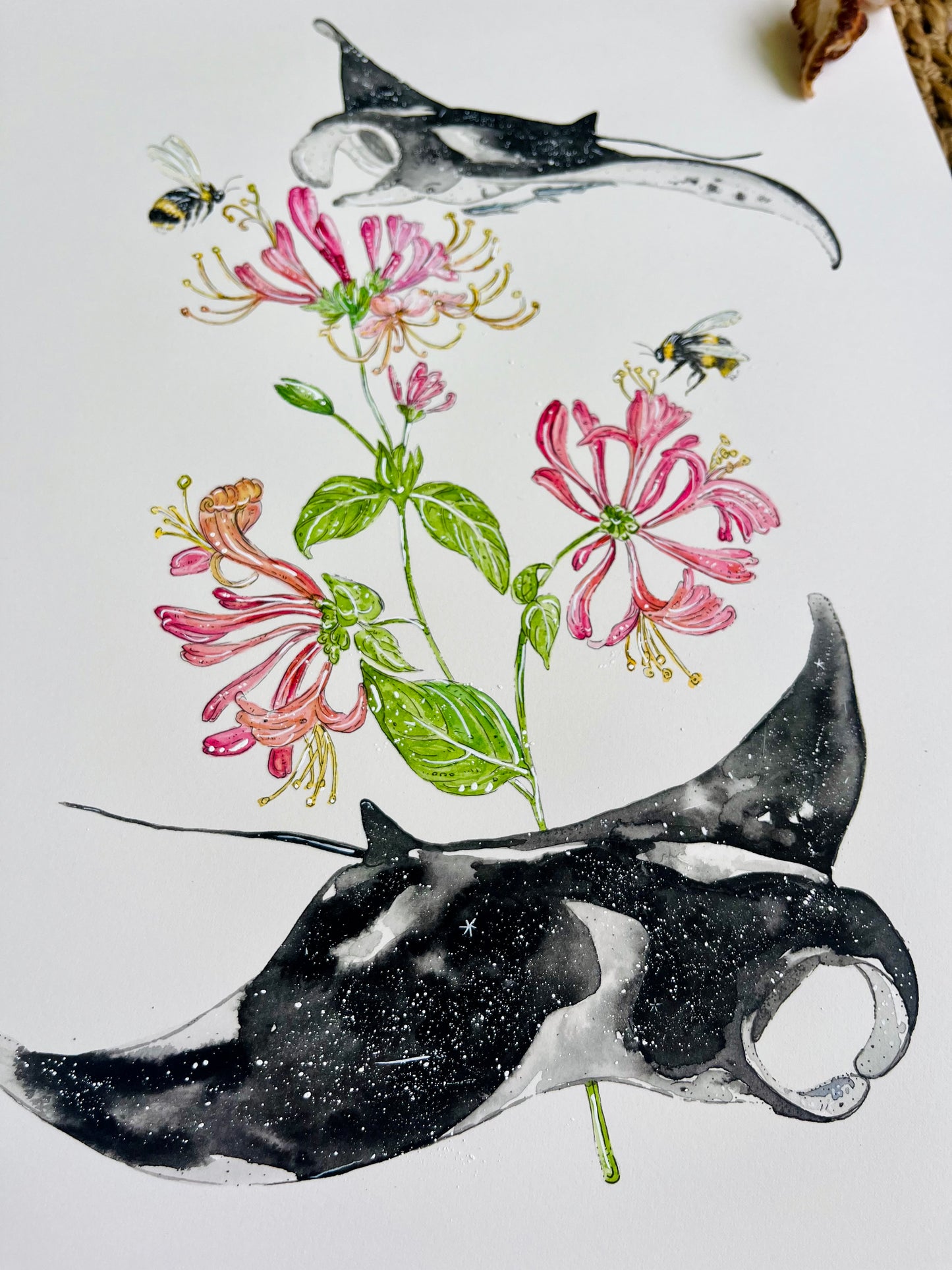 'Natural Abundance' Manta Ray & Honeysuckle | Original Watercolour Artwork