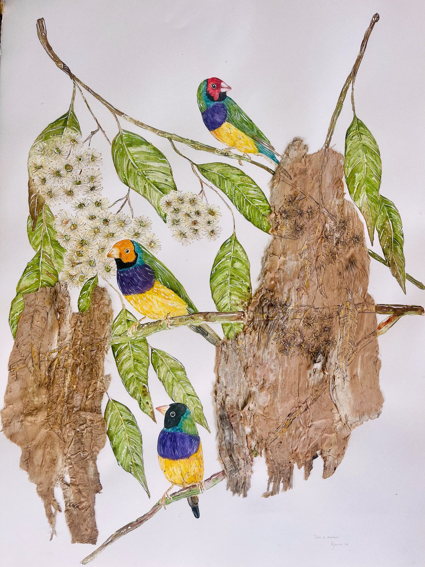 ‘She's a Rainbow’ on Australian Paperbark