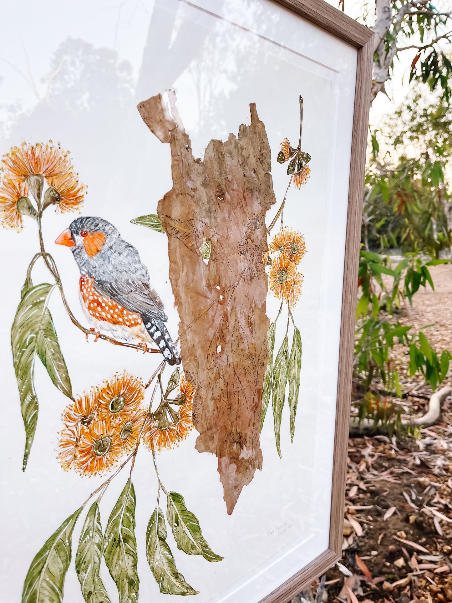 ‘Zebra Crossings’ on Australian Paperbark