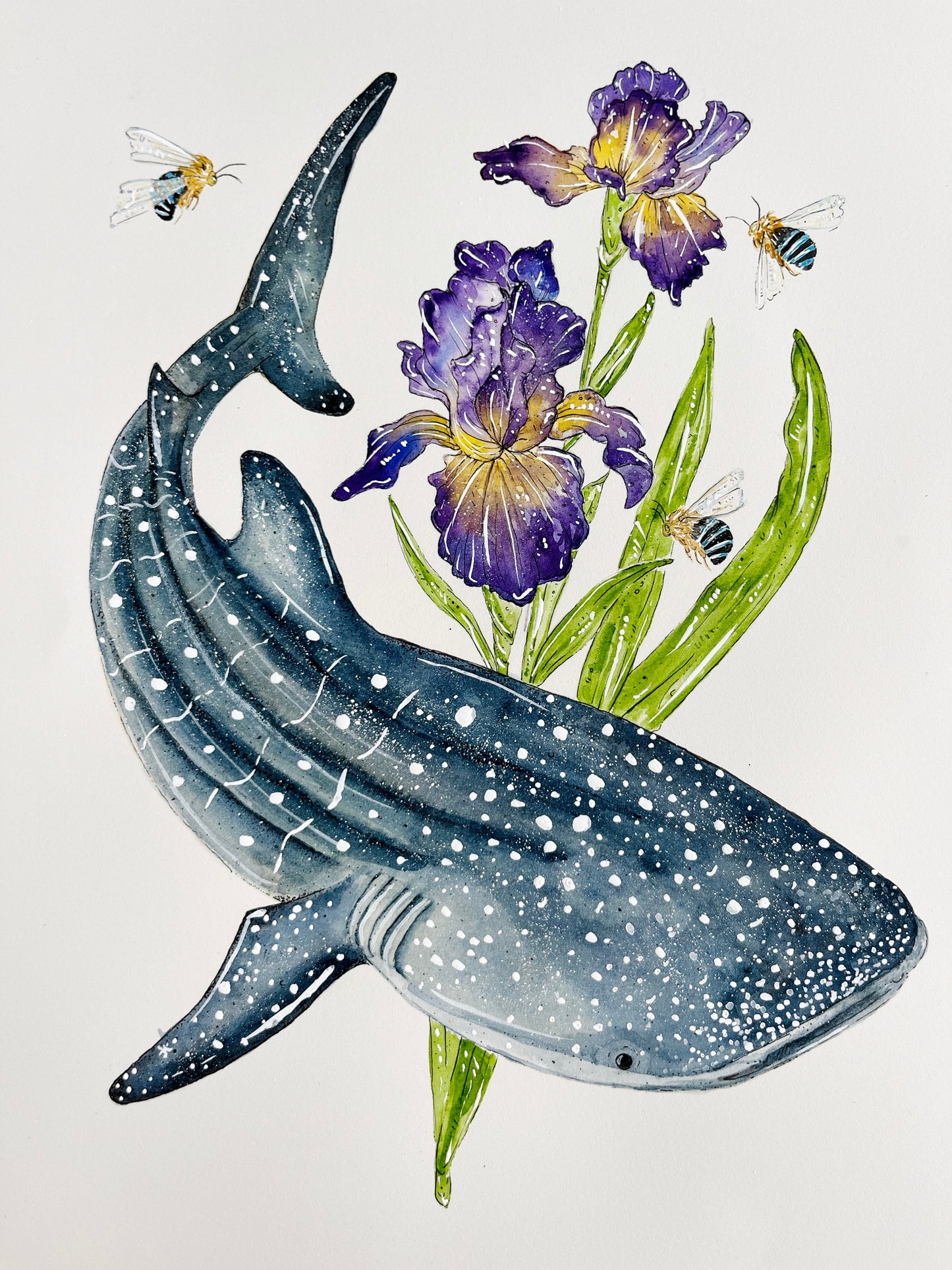 'Depths of Wisdom' Whaleshark & Iris | Original Watercolour Artwork