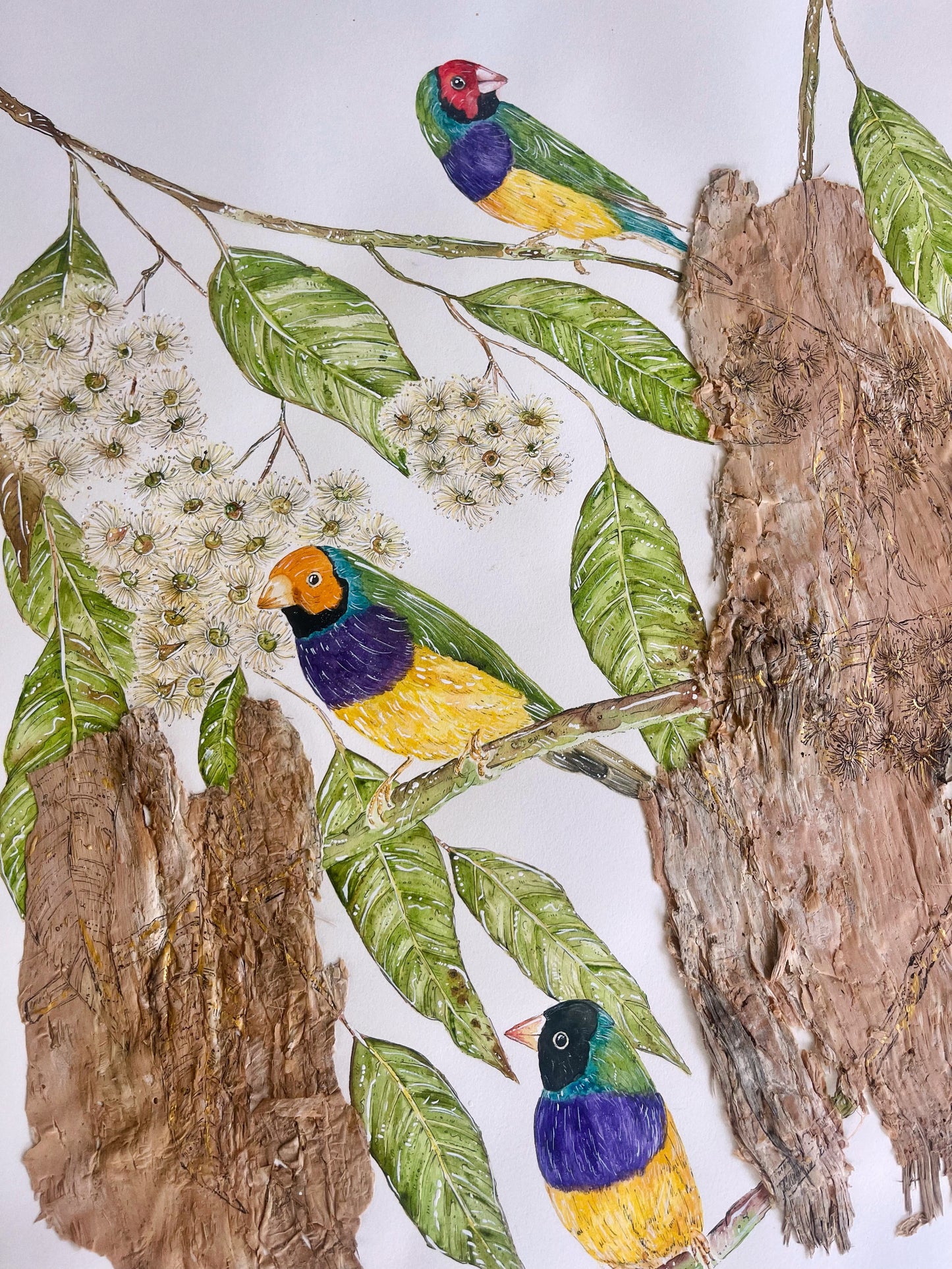 ‘She's a Rainbow’ on Australian Paperbark