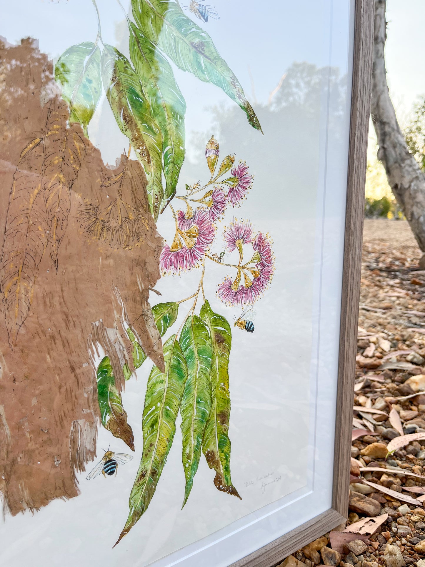 ‘Polite Pollination’ on Australian Paperbark