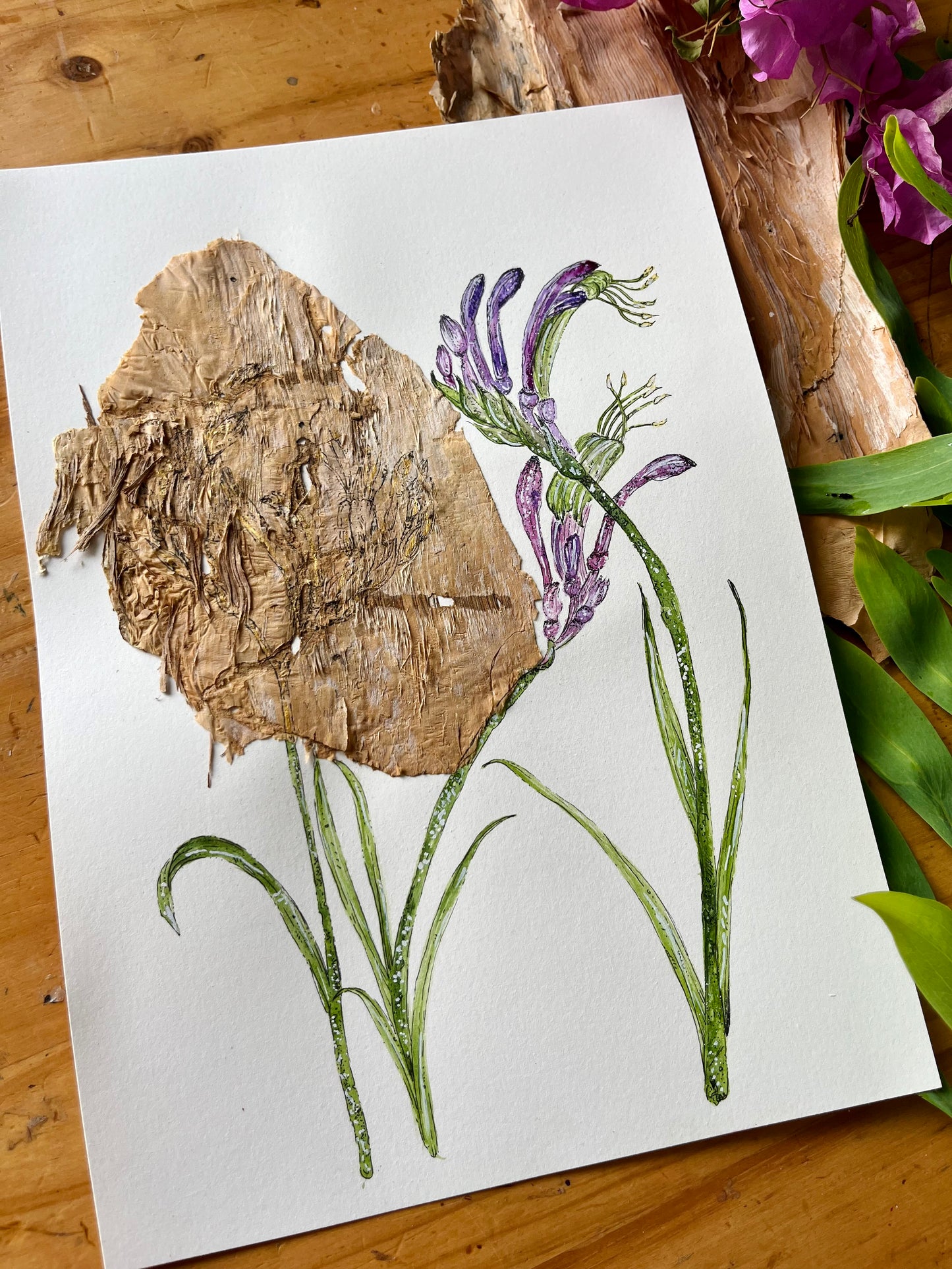 Australian Purple Kangaroo Paw on Australian Paperbark