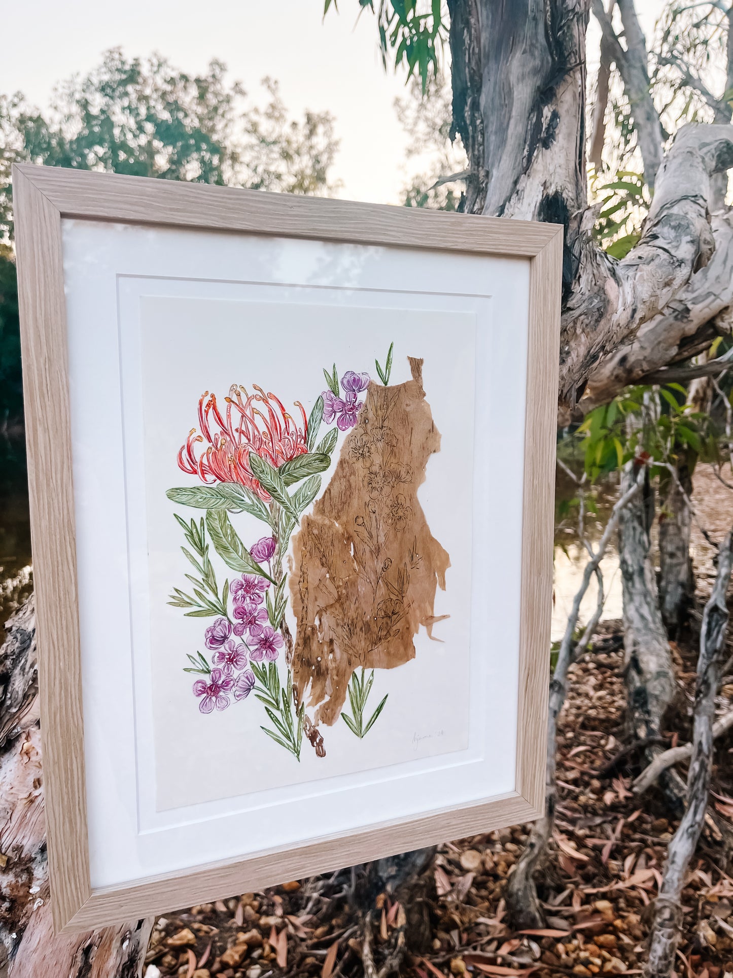 Geraldton Wax & QLD Waratah on Australian Paperbark