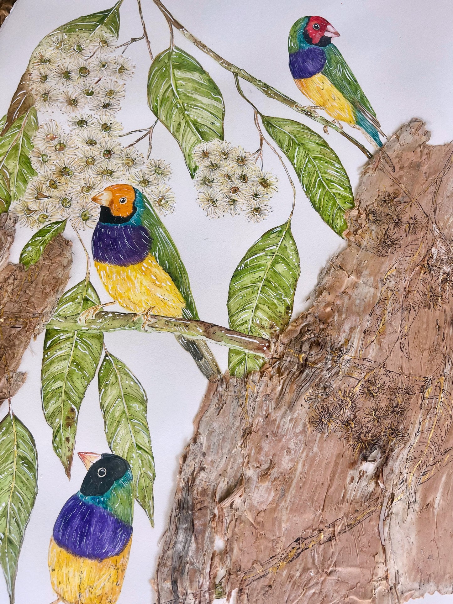 ‘She's a Rainbow’ on Australian Paperbark