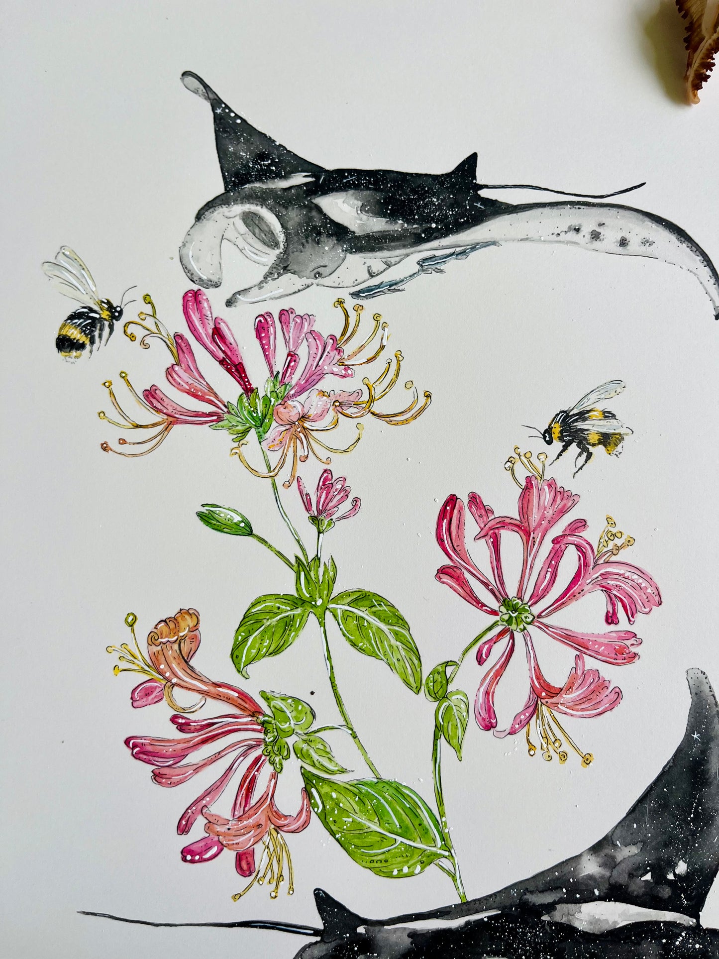 'Natural Abundance' Manta Ray & Honeysuckle | Original Watercolour Artwork