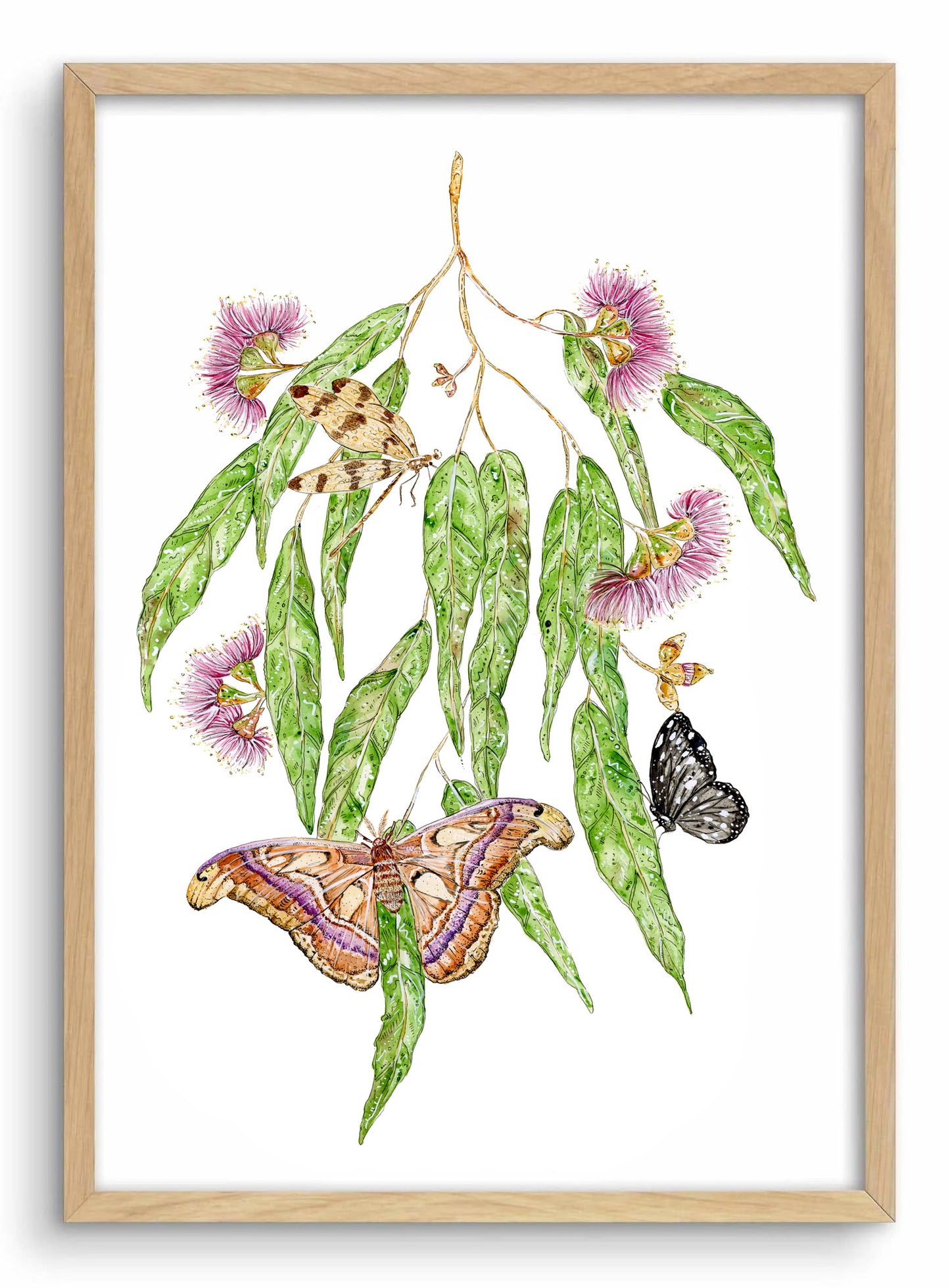 Eucalyptus and Atlas Moth