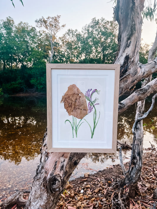 Australian Purple Kangaroo Paw on Australian Paperbark