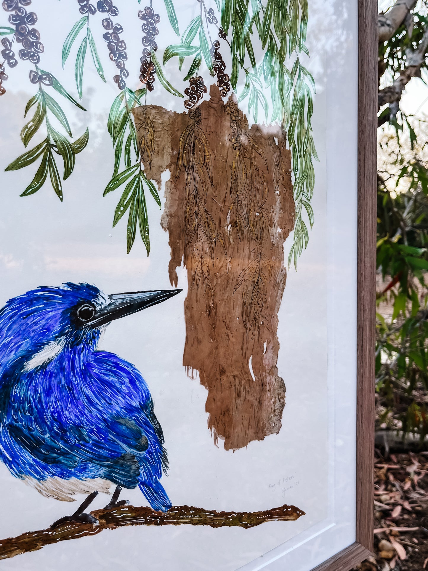 ‘King of Fishers’ on Australian Paperbark