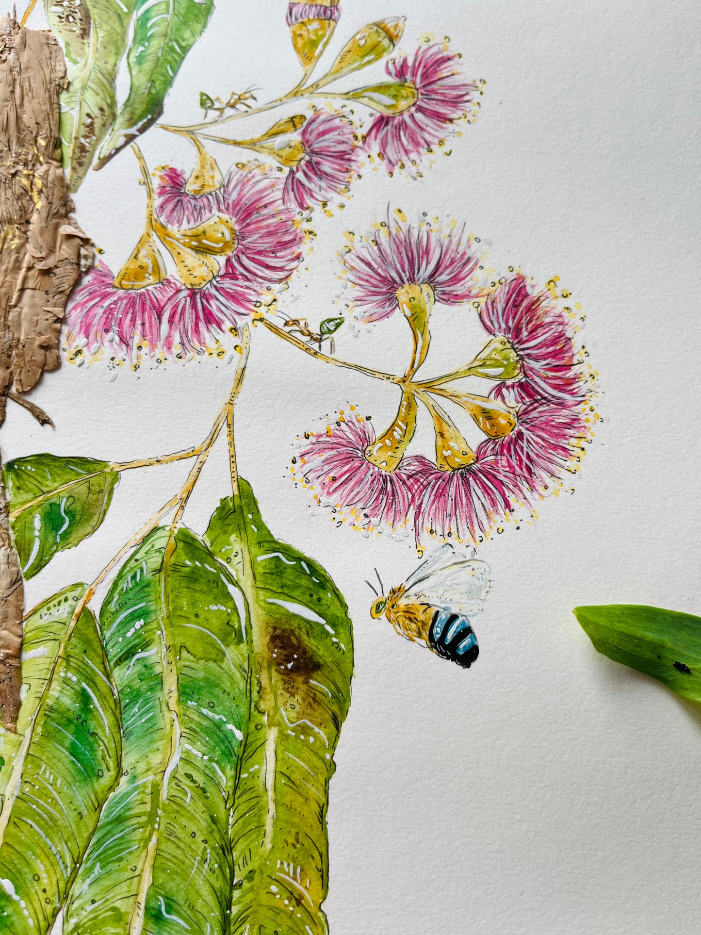‘Polite Pollination’ on Australian Paperbark