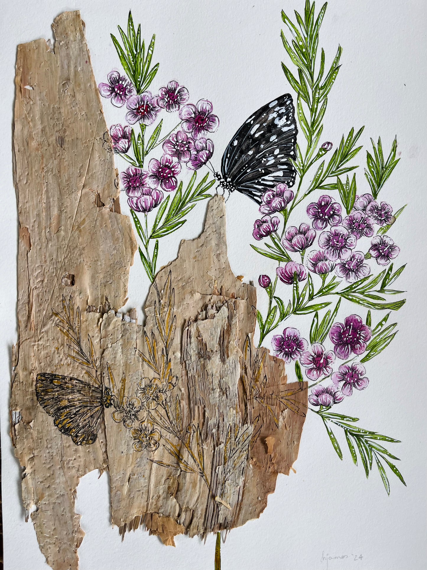 "Flutter By" on Australian Paperbark