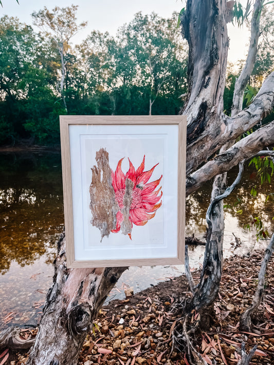 Waratah & Australian honey bee on Australian Paperbark