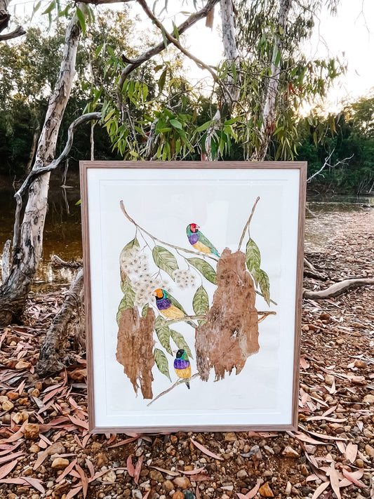 ‘She's a Rainbow’ on Australian Paperbark