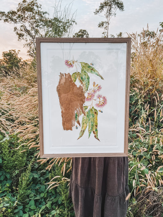 ‘Polite Pollination’ on Australian Paperbark