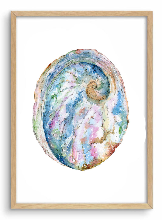 Abalone Shell