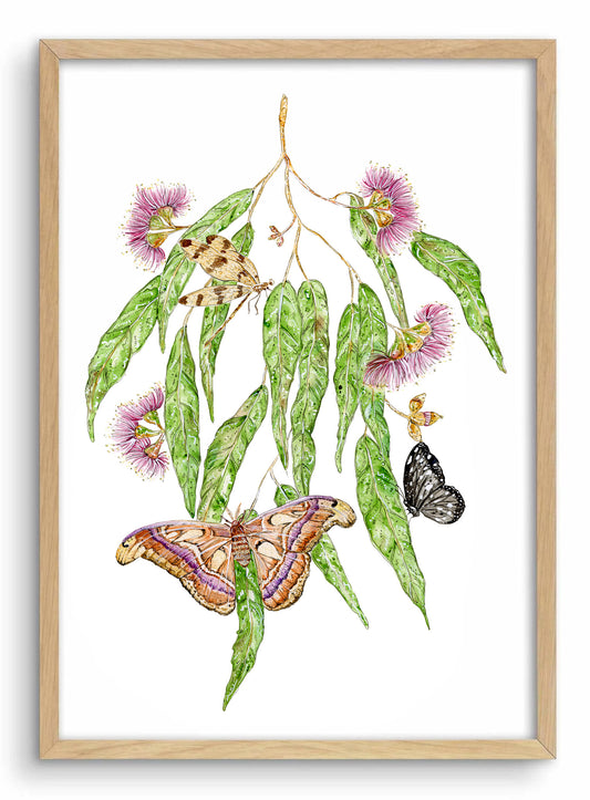 Eucalyptus and Atlas Moth