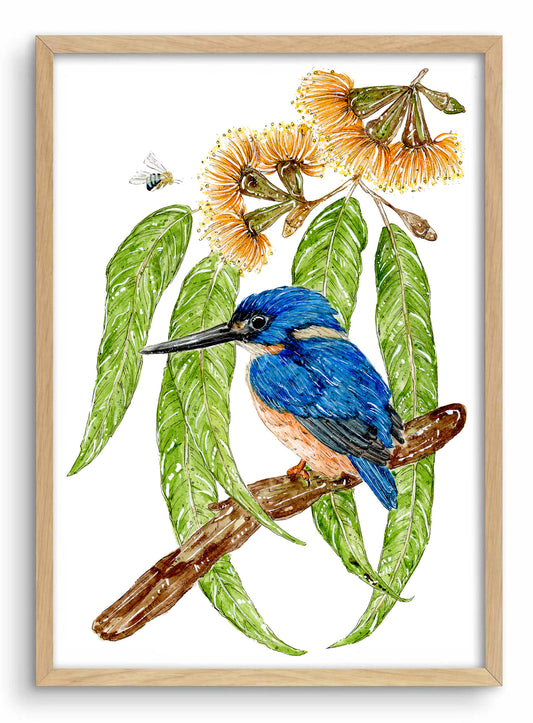 Azure Kingfisher & Wooleybutt eucalyptus