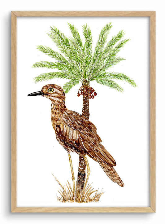 Bush Stone Curlew & Cycad