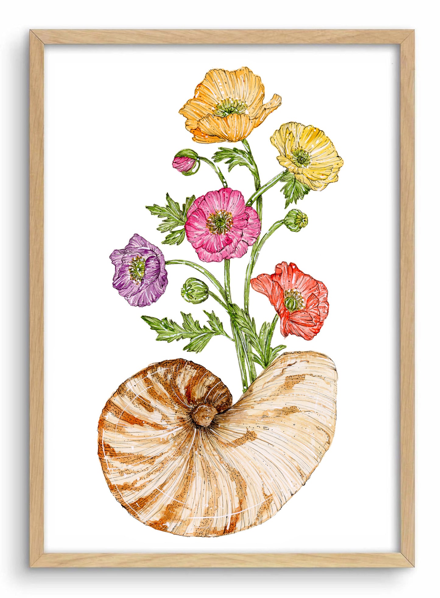 Iceland Poppies & Nautilus Shell