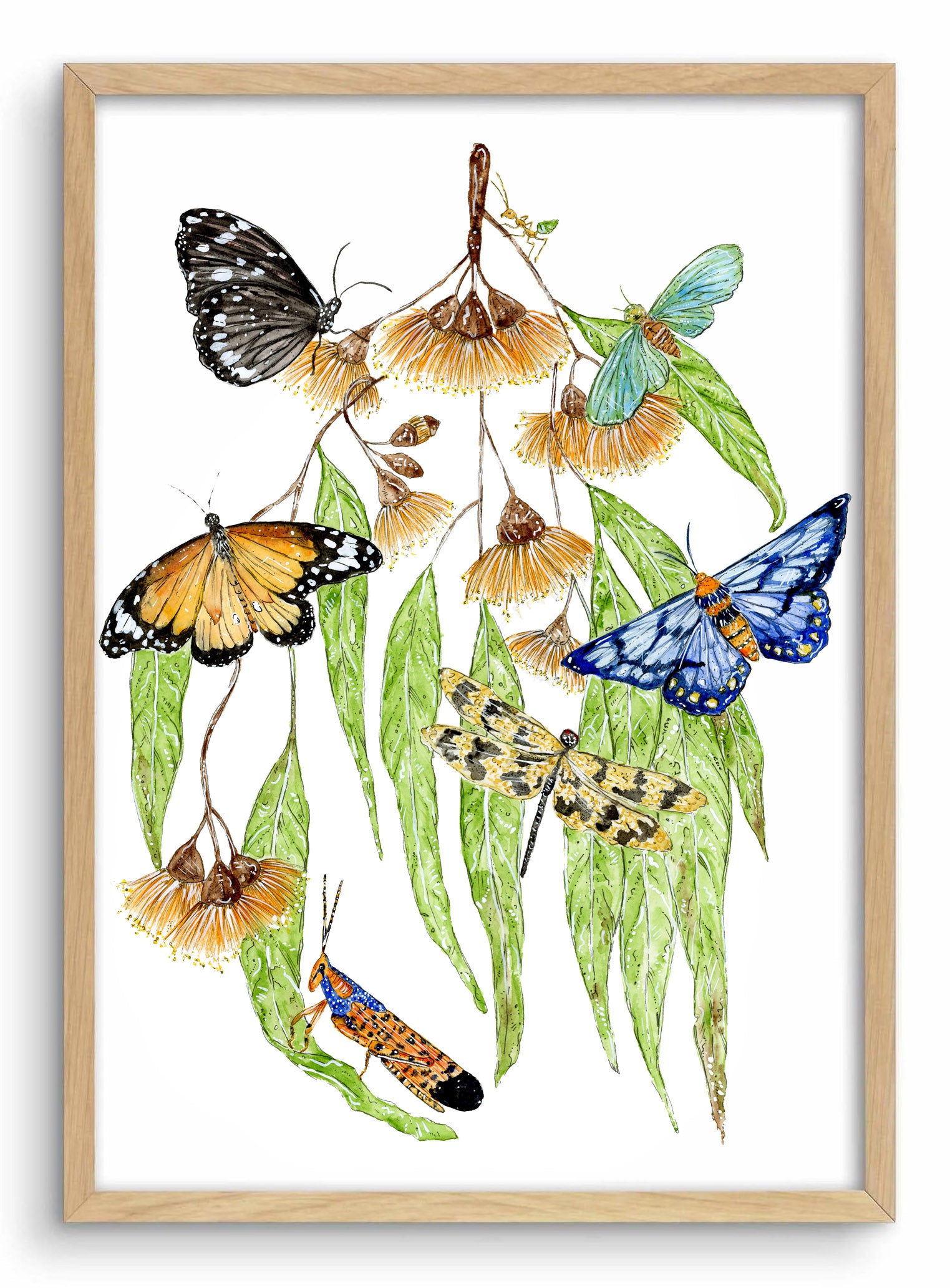 Kanda Insect Insects of Kakadu – The Floral Sea Maid