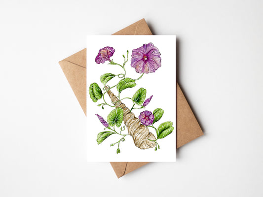 Sea Side Morning Glory Greeting Card